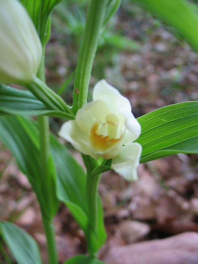 Cephalanthera damasonium, C. longifolia, C. rubra